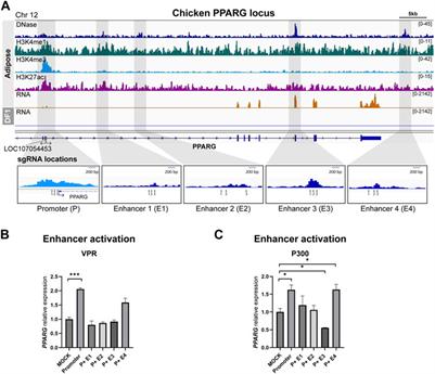 Characterization of transcriptional enhancers in the chicken genome using CRISPR-mediated activation